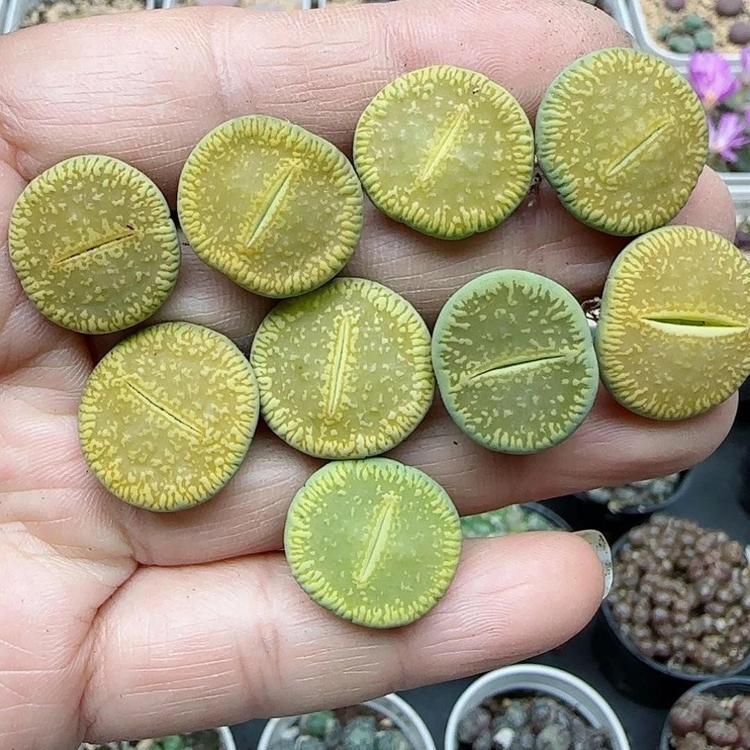 389福利福利福利