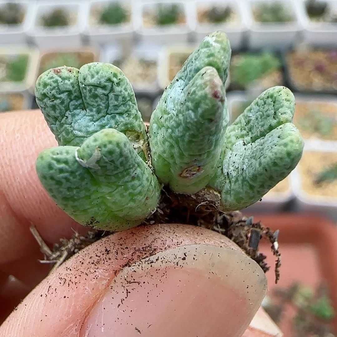 323鹿角斑马福利