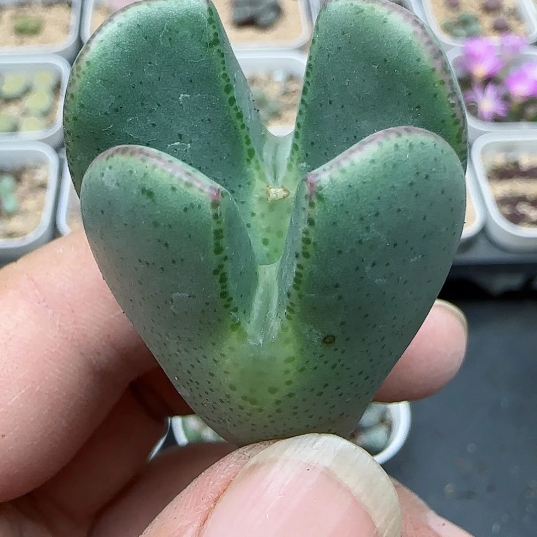 605福利福利福利