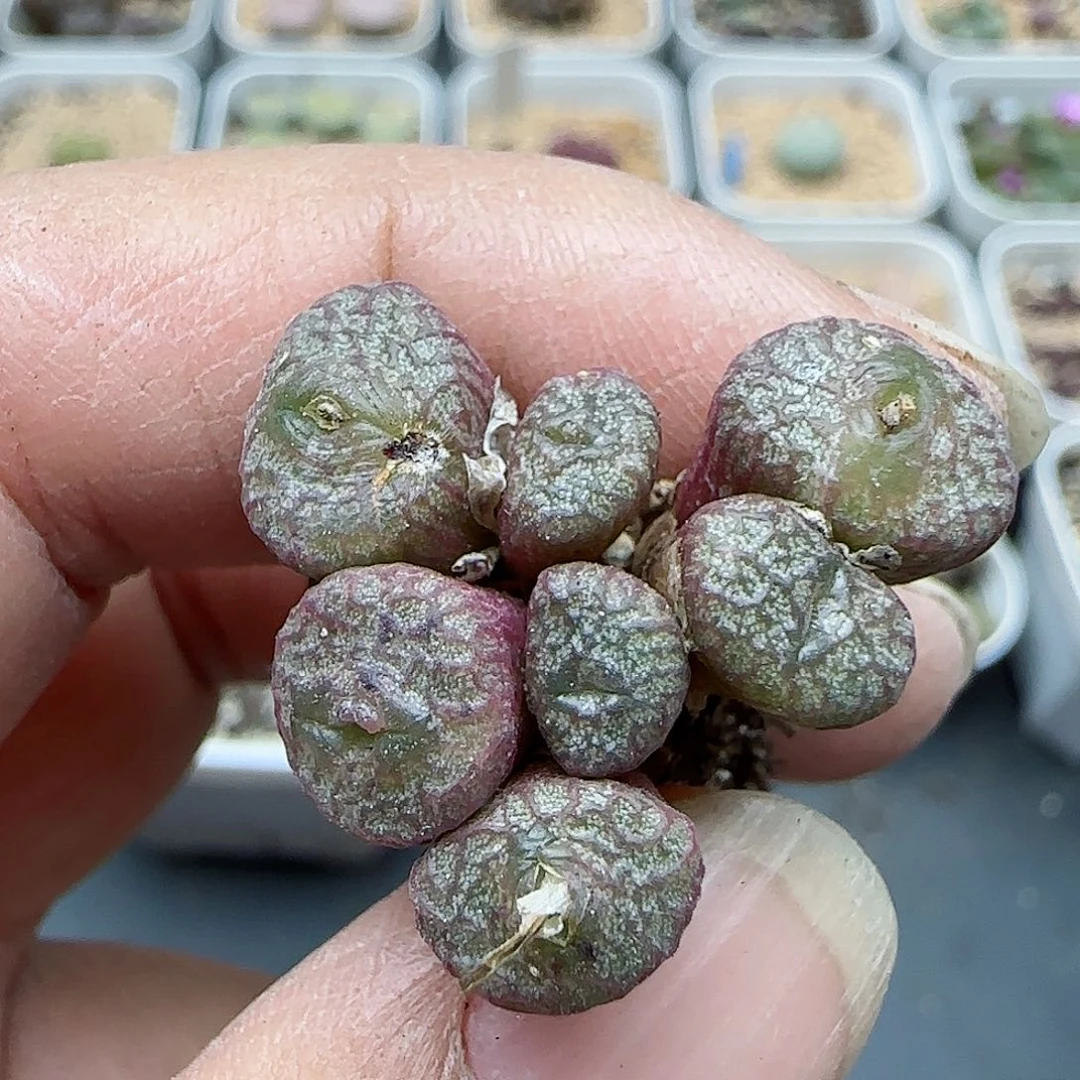 162火炬福利福利