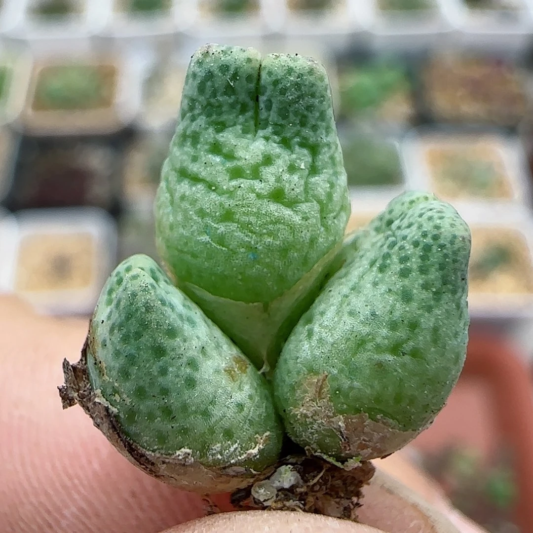 290鹿角斑马杂交