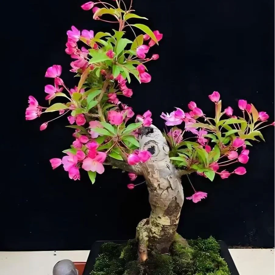 （四大名品）垂丝海棠耐寒耐旱的室内室外都可以的