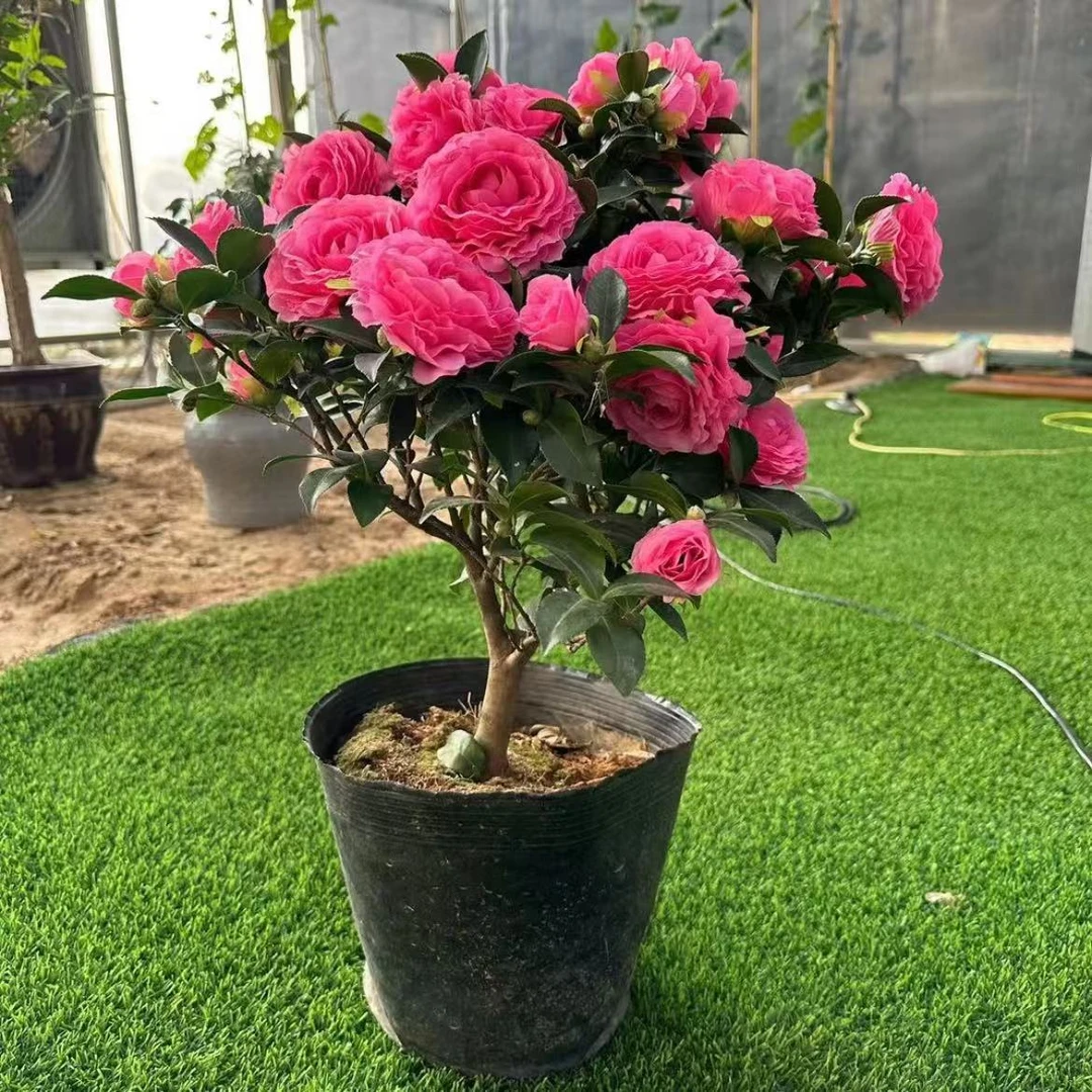 (王炸福利）原生六年茶梅老桩耐寒植物四季开花