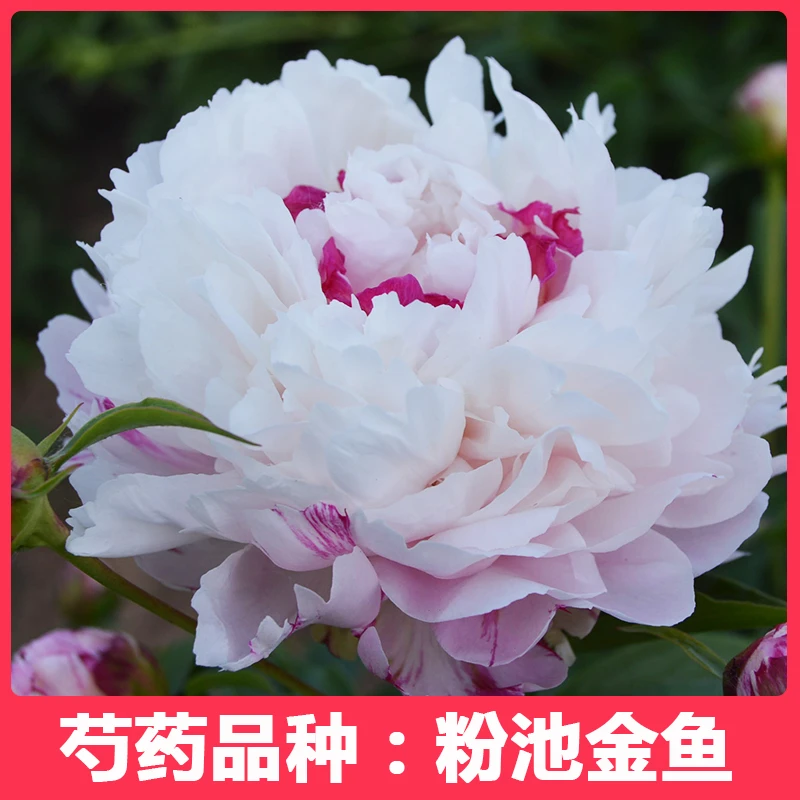芍药花苗（粉池金鱼）菏泽发货 正宗重瓣大花芍药苗高质量高品质