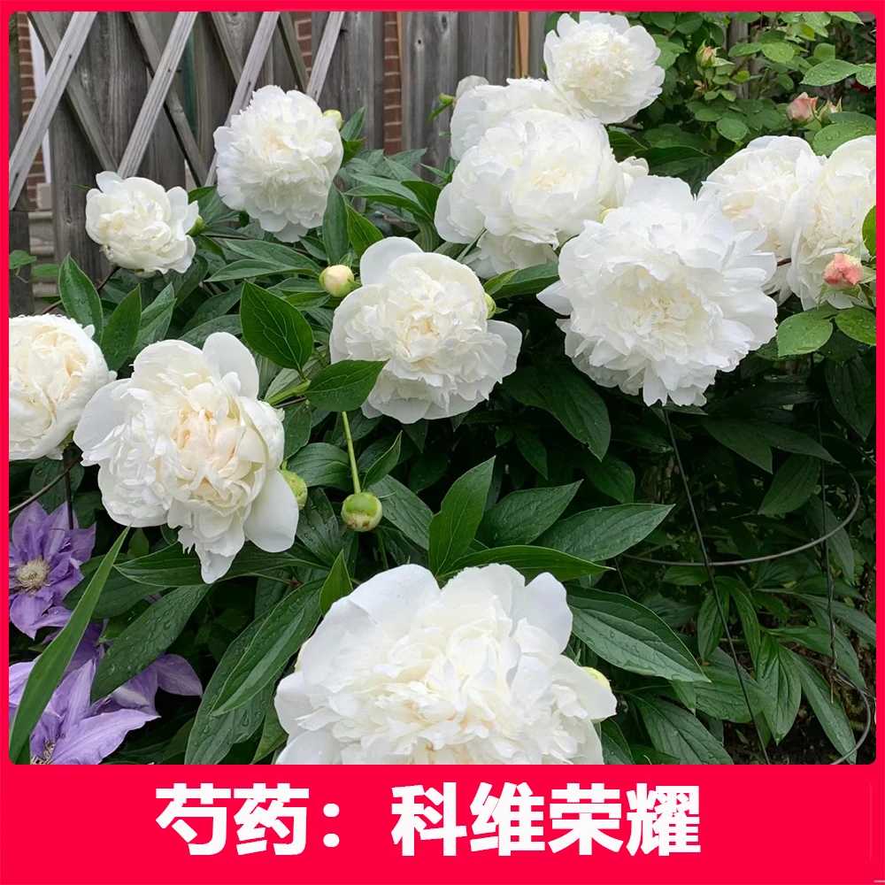 芍药花苗（科维荣耀）菏泽发货 正宗重瓣大花芍药苗高质量高品质