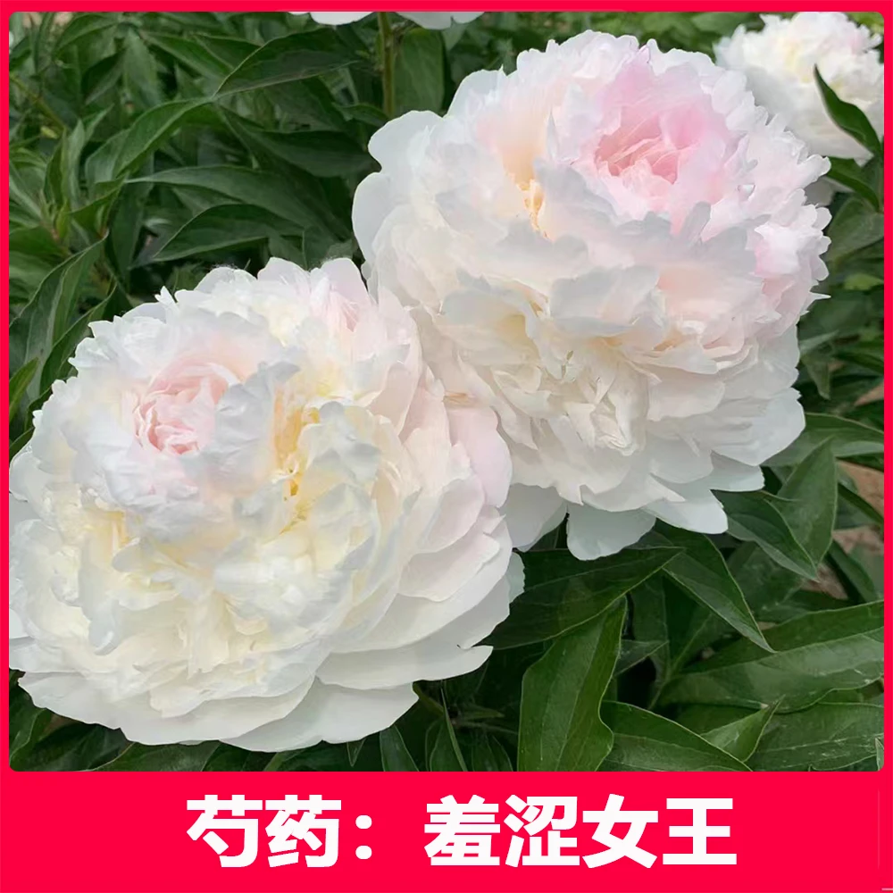 芍药花苗（羞涩女王）菏泽发货 正宗重瓣大花芍药苗高质量高品质