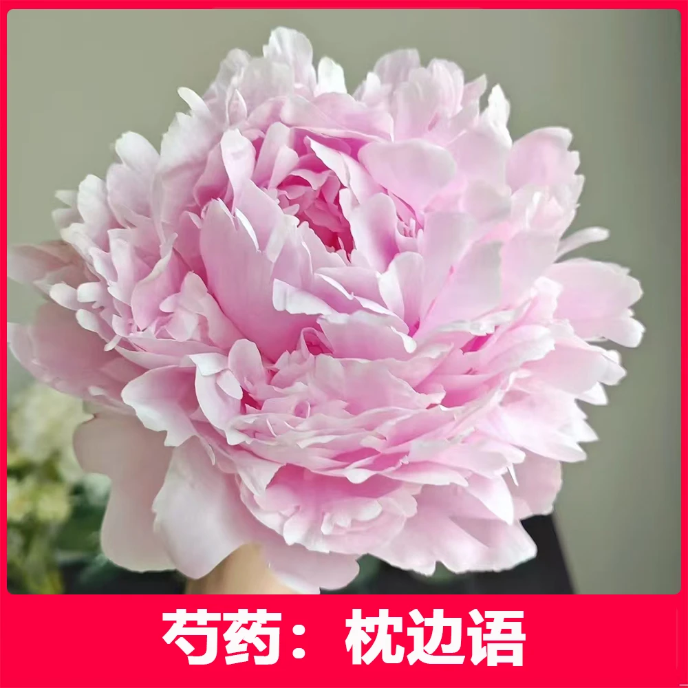 芍药花苗（枕边语）菏泽发货 正宗重瓣大花芍药苗高质量高品质