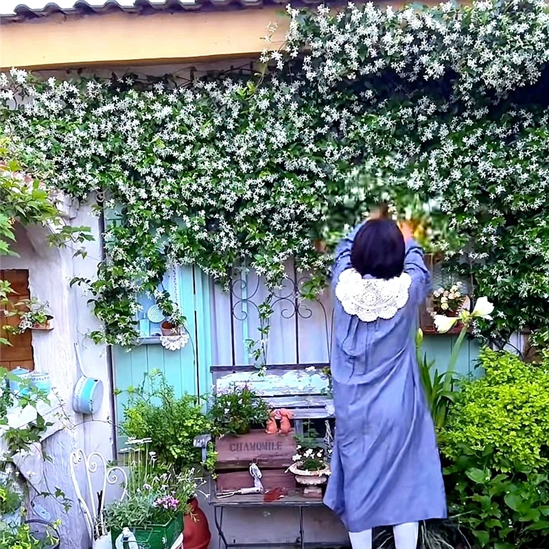 风车茉莉盆栽爬藤室外阳台庭院花卉耐热寒植物四季开花夏季带花苞