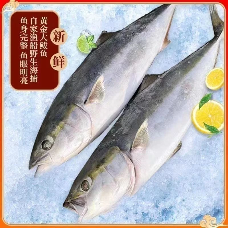 大海鱼黄金鲅鱼黄鰤鱼青甘鱼低温速冻野生鱼大鱼送礼佳品礼