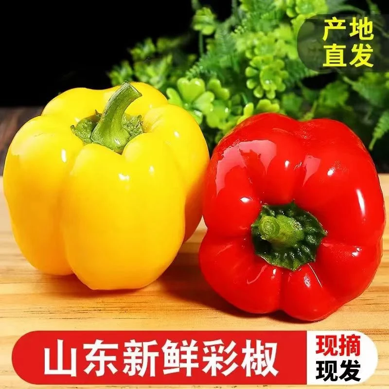 【寿光彩椒】寿光产地新鲜采摘五彩椒红黄绿水果椒生吃蔬菜1斤——3斤