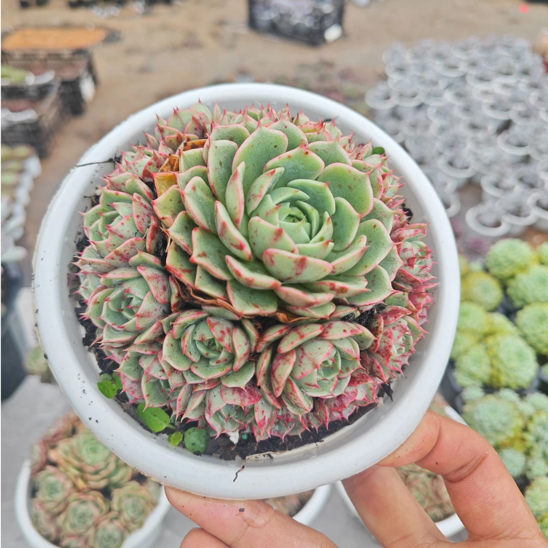 精选苯巴蒂斯 拾忆多肉 好养阳台多肉植物