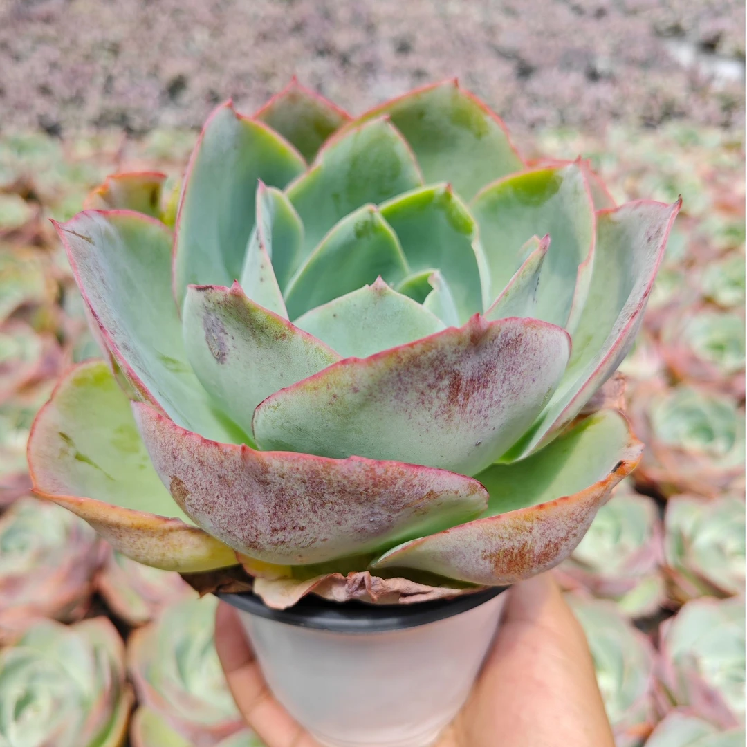 精选达芬奇  拾忆多肉 好养阳台多肉植物