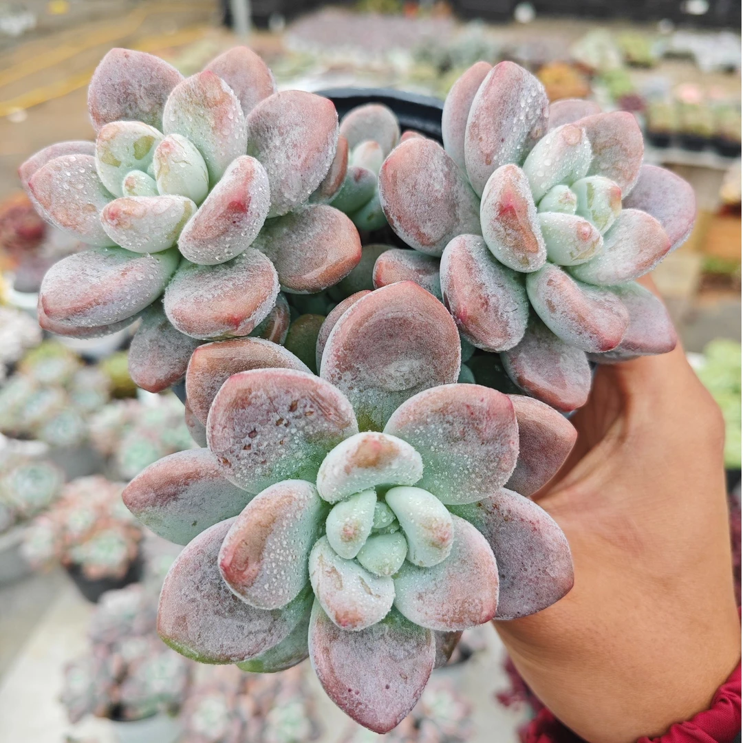 精选洛神   拾忆多肉 好养阳台多肉植物