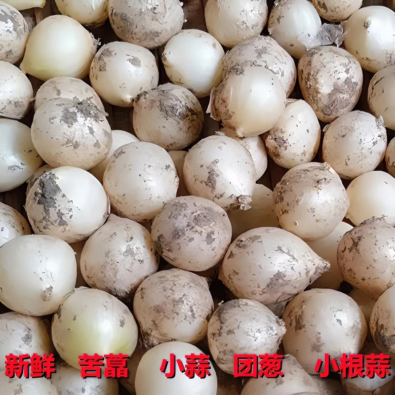 新鲜苦藠四川小蒜苦蒜团蒜苦茭现挖小根蒜野葱头圆蒜1斤2斤3斤5斤