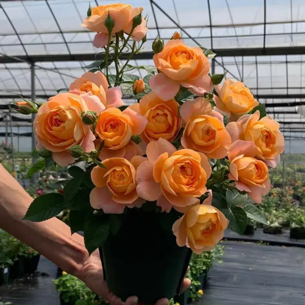 果汁阳台  月季盆栽庭院易养殖（橙黄色多头勤花）