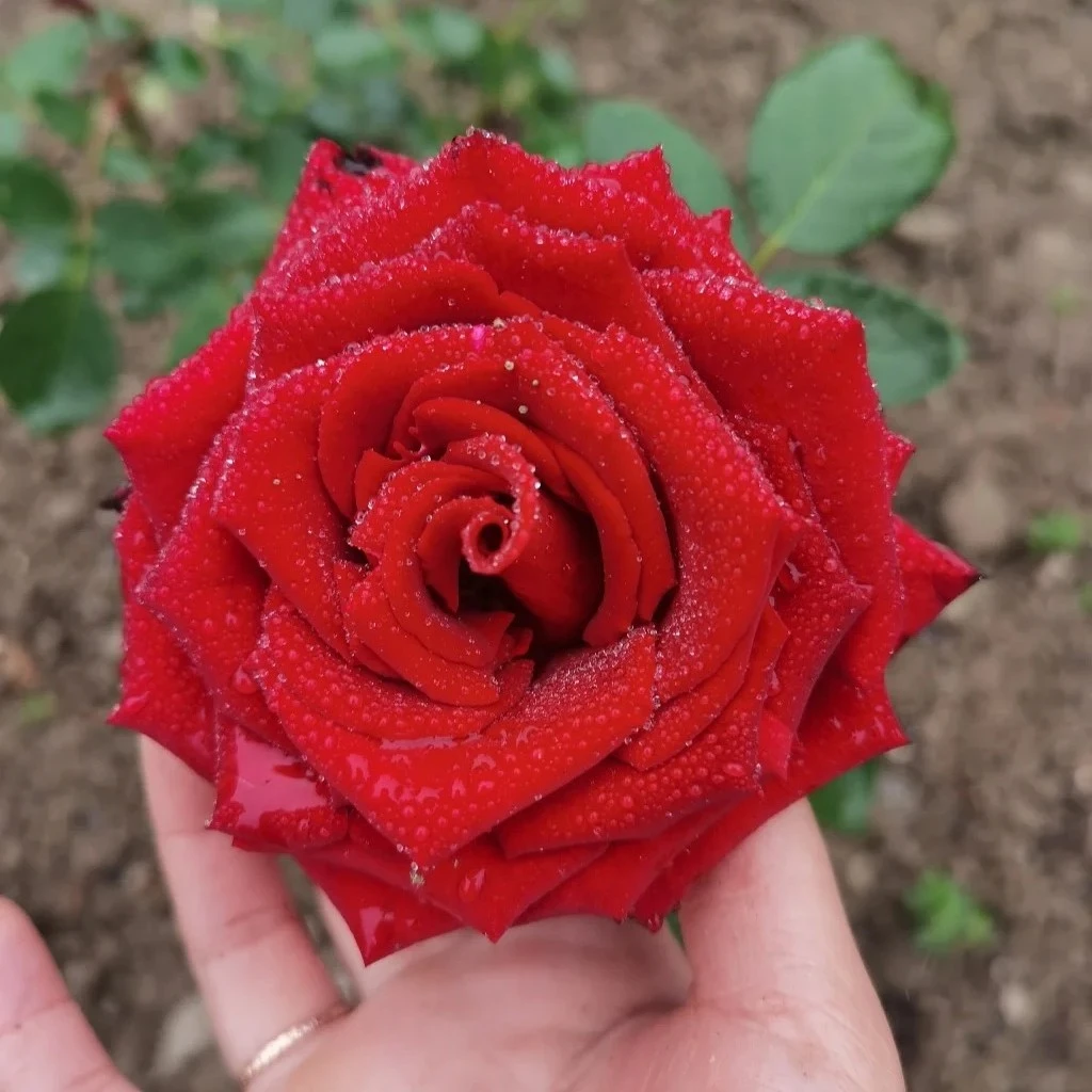 1加仑红丝绒月季玫瑰盆（红色丝绒质感）耐热耐寒多季勤花阳台庭院