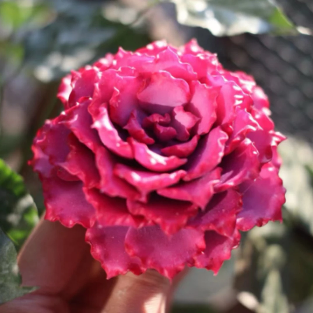 仿真粘土多肉 成品直播间一物一拍