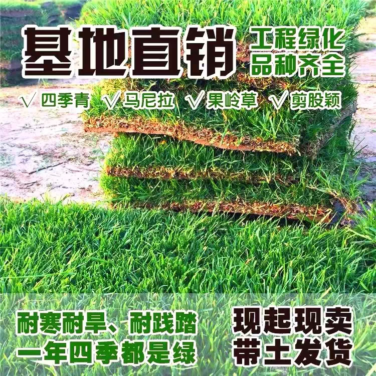 草坪草皮矮生带泥土草坪花园绿化庭院四季青剪股颖马尼拉果岭草
