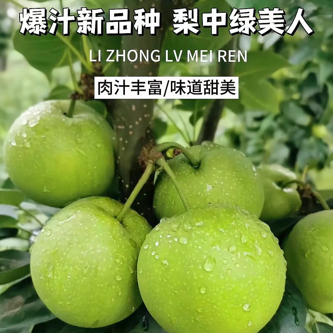 海玥农业湖北翠冠梨汉水梨青皮脆梨新鲜脆甜多汁3/5/10斤现采现发