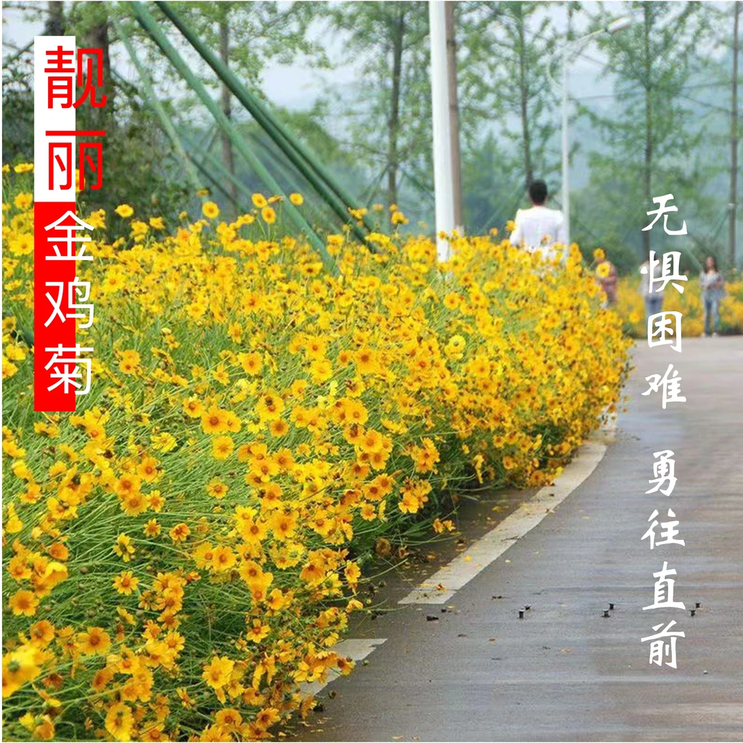 金瓣舞春光・金鸡菊盆栽耐旱易活 金黄爆花 点亮庭院角落轻松爆盆