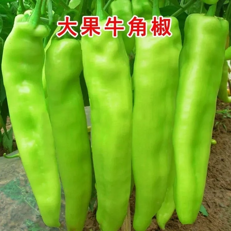【大青椒】微辣菜椒辣椒农家新鲜牛角椒饱满青椒大辣椒现摘脆爽香辣