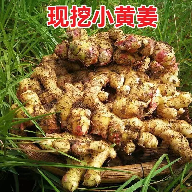 云南山地小黄姜热卖新鲜现挖现发1斤3斤5斤9斤包邮