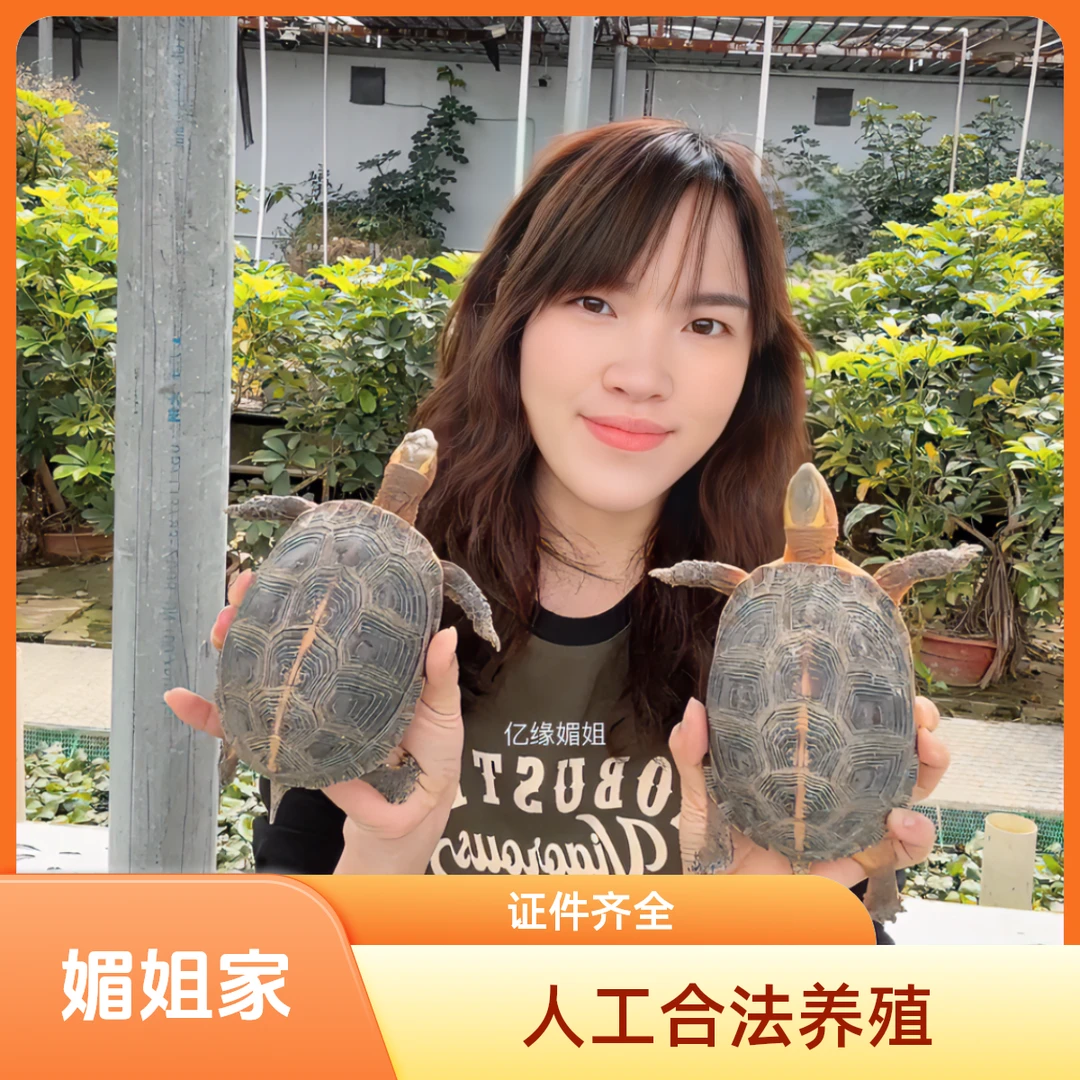 《人工合法养殖-证件齐全-媚姐家的龟》