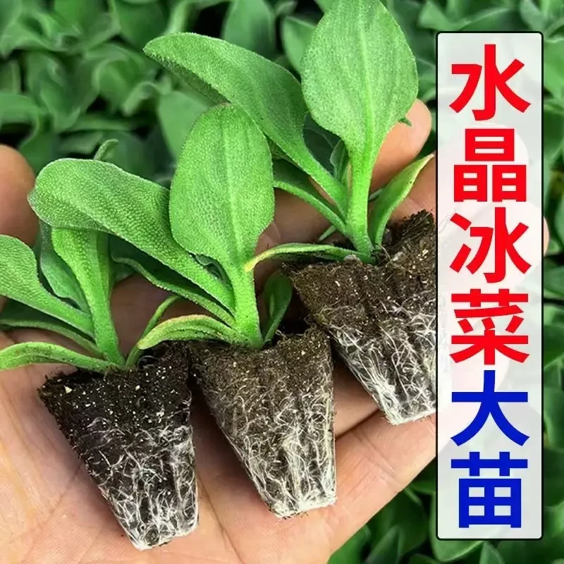 【冰菜大苗】冰菜苗秧苗种苗幼苗冰菜种子冰草种籽蔬菜秋季种植