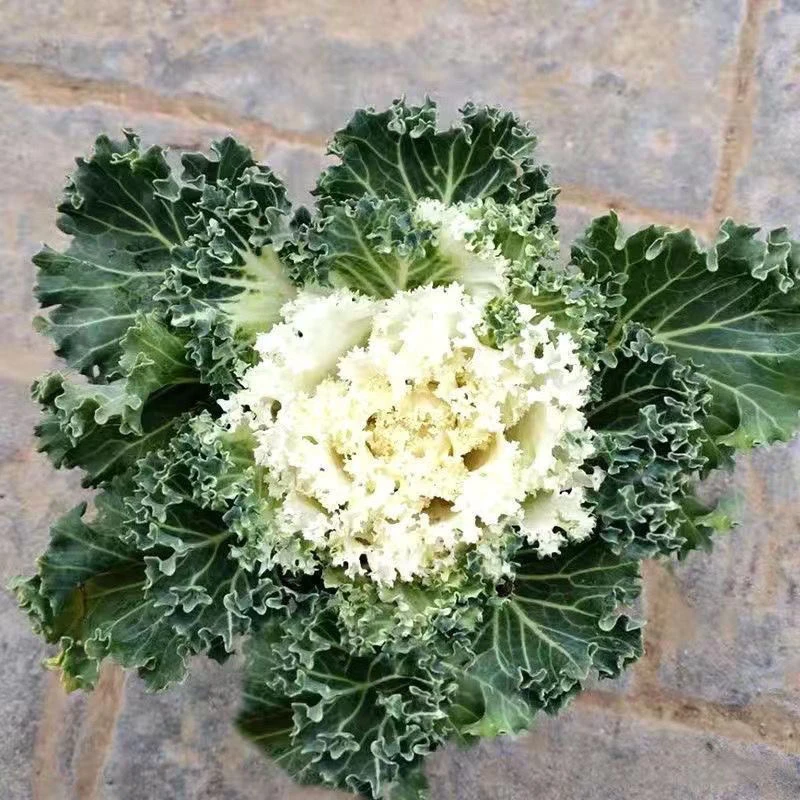 【亏本清】羽衣甘蓝盆栽苗 粉色羽衣甘蓝 玫瑰牡丹羽衣甘蓝盆栽阳台