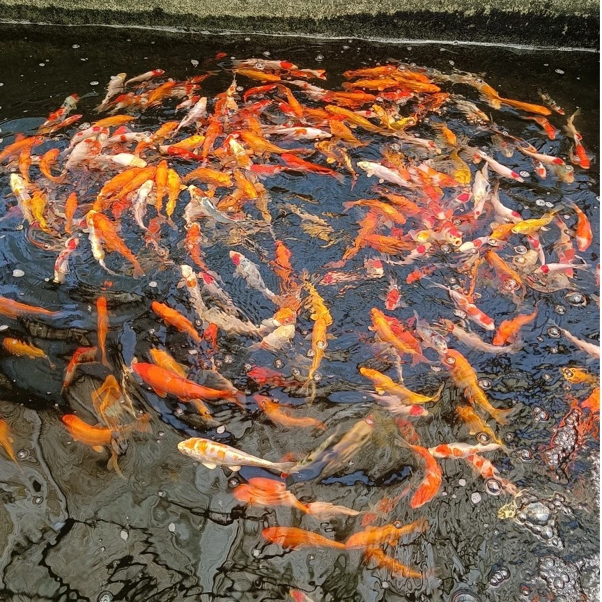 直播福利  精品血统锦鲤  渔场直发