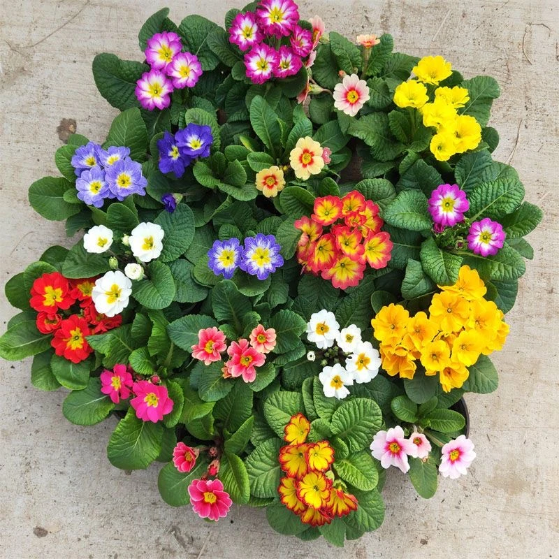 大花报春花盆栽欧洲玫瑰报春花卉重瓣冬季耐寒室内室外阳台花坛