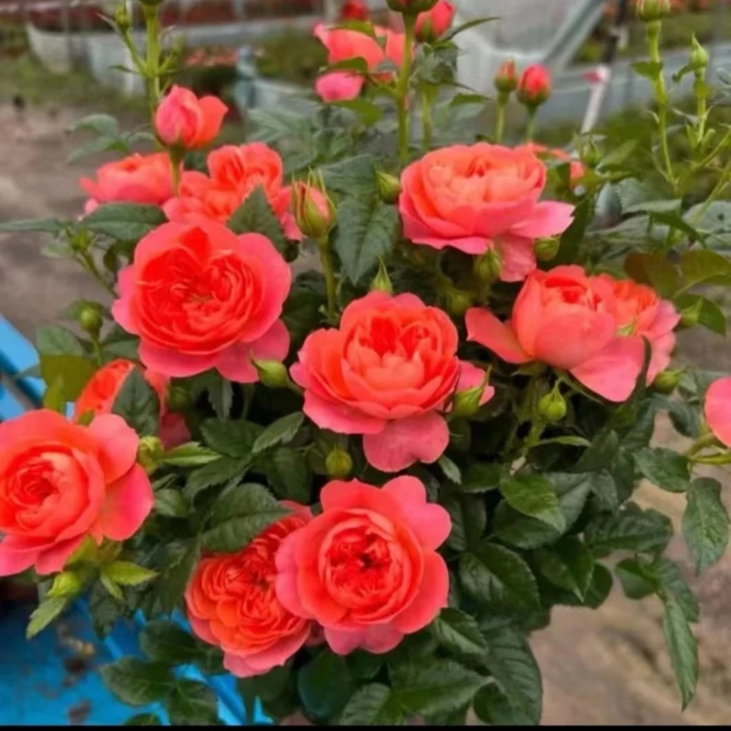 【彩虹】月季 阳台庭院盆栽花卉 多季节重复开花 好养勤花