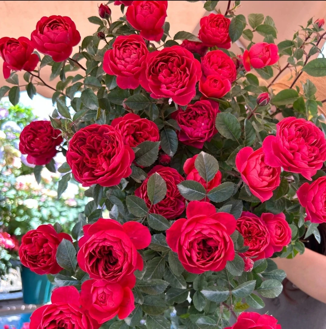 【绝色果汁棒棒糖】树桩月季多季节重复开花阳台庭院盆栽花卉好养