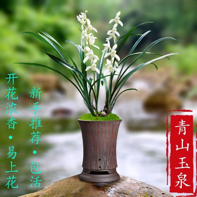 超香 建兰青山玉泉 花卉绿植盆栽闻香观花白花兰花