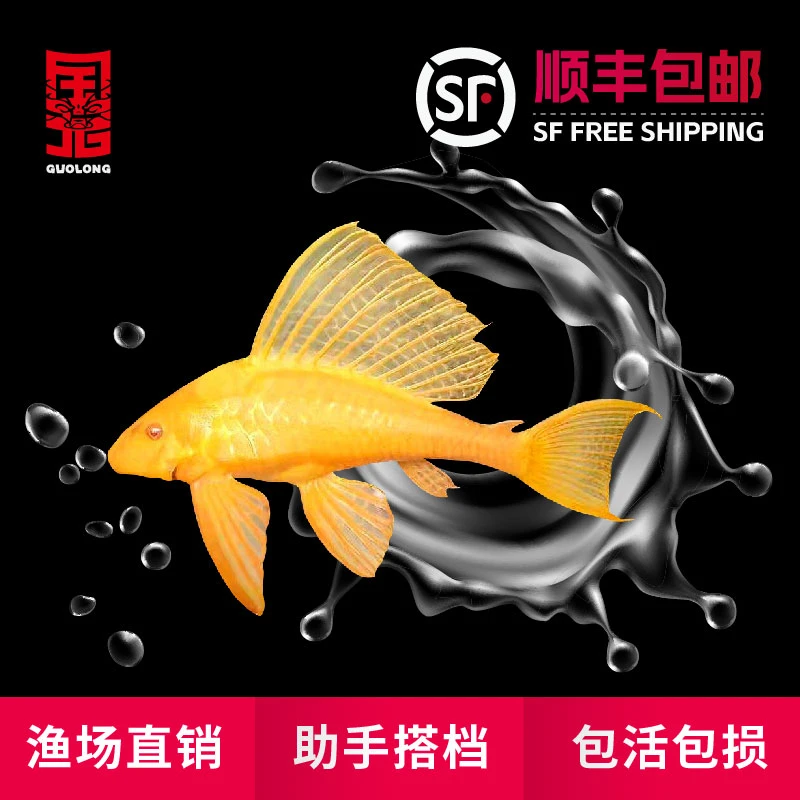 女王大帆清道夫鱼缸清洁鱼热带鱼