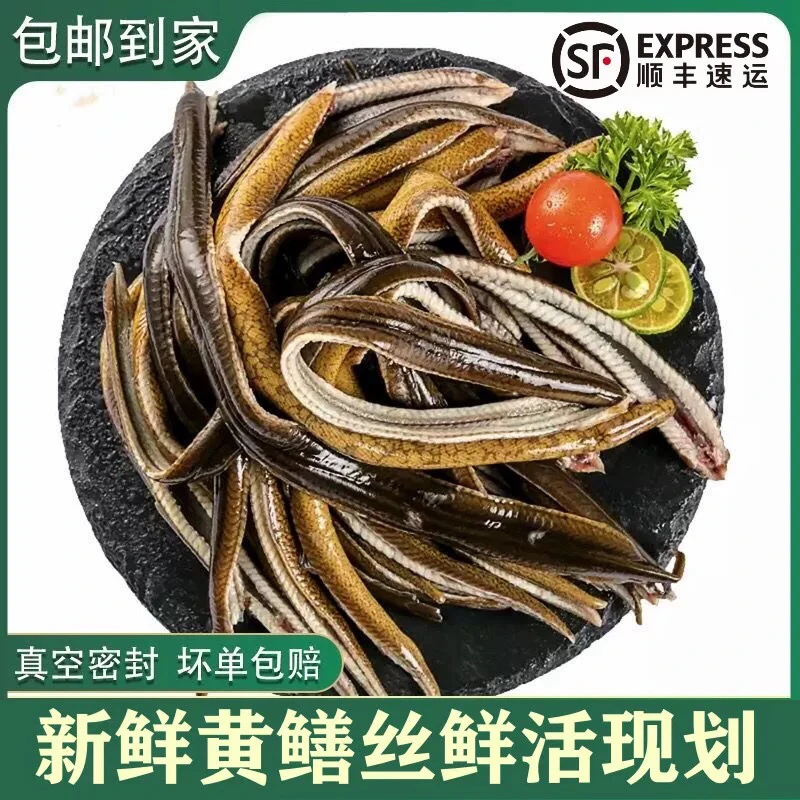【2斤】原生态土鳝新鲜鳝丝鲜活宰杀黄鳝营养火锅苏北长鱼鳝丝鳝肉