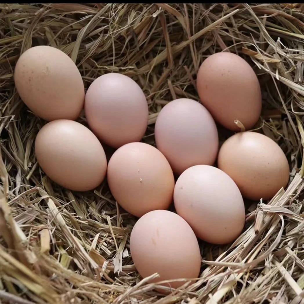 普洱市澜沧县竹塘乡茨竹河村散养土鸡蛋新鲜土鸡蛋优质营养天然