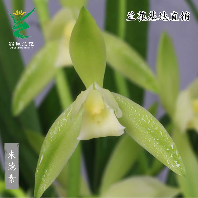 翁源兰花苗铭品四季建兰大荷素开花浓香型新手好养绿植精品兰花