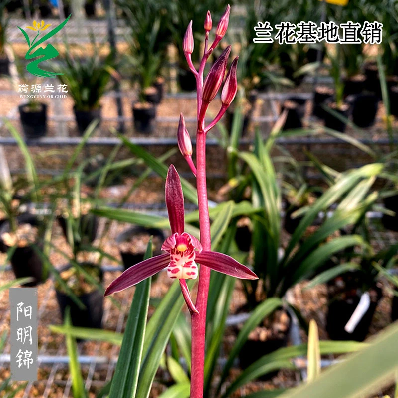 翁源兰花高端墨兰阳明锦红花开花浓香艺草好易养室内绿植花卉盆栽