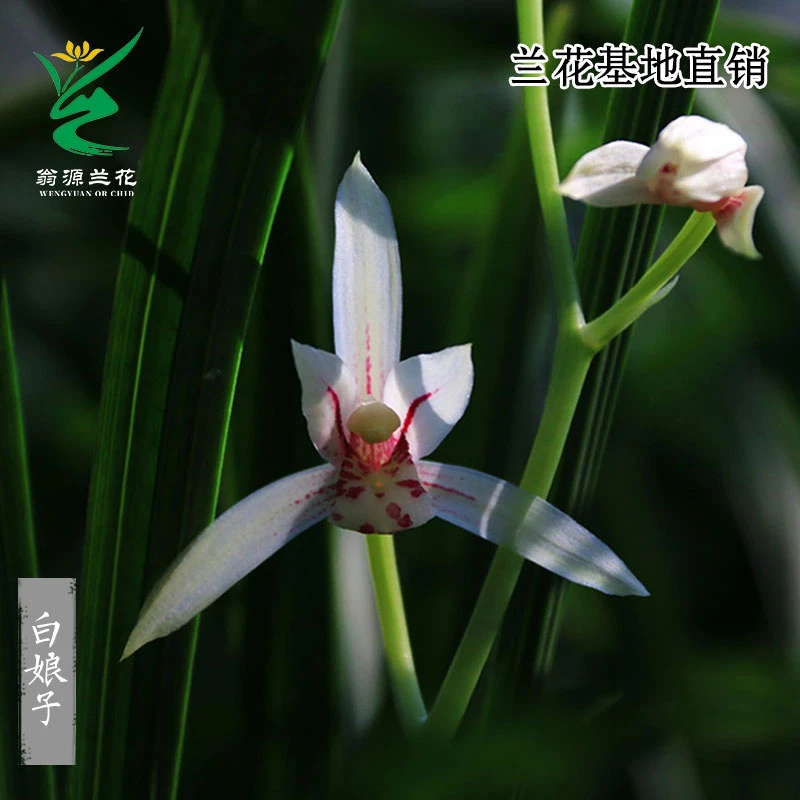 翁源兰花建兰粉白花白娘子白花彩心云卉室内盆栽绿植浓香夏秋开花