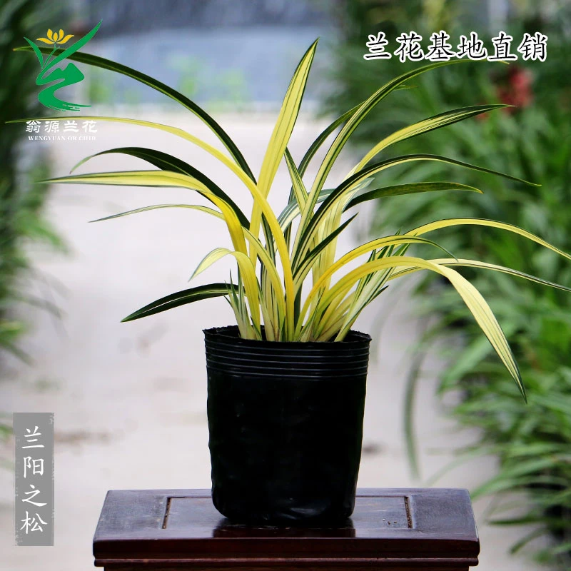 翁源兰花苗墨兰铭品兰阳之松中透金黄色带艺奇花送礼高端绿植盆栽
