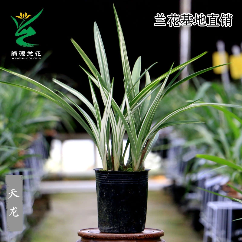翁源兰花苗高端正品墨兰天龙瓷白艺金边好养浓香室内绿植花卉盆栽