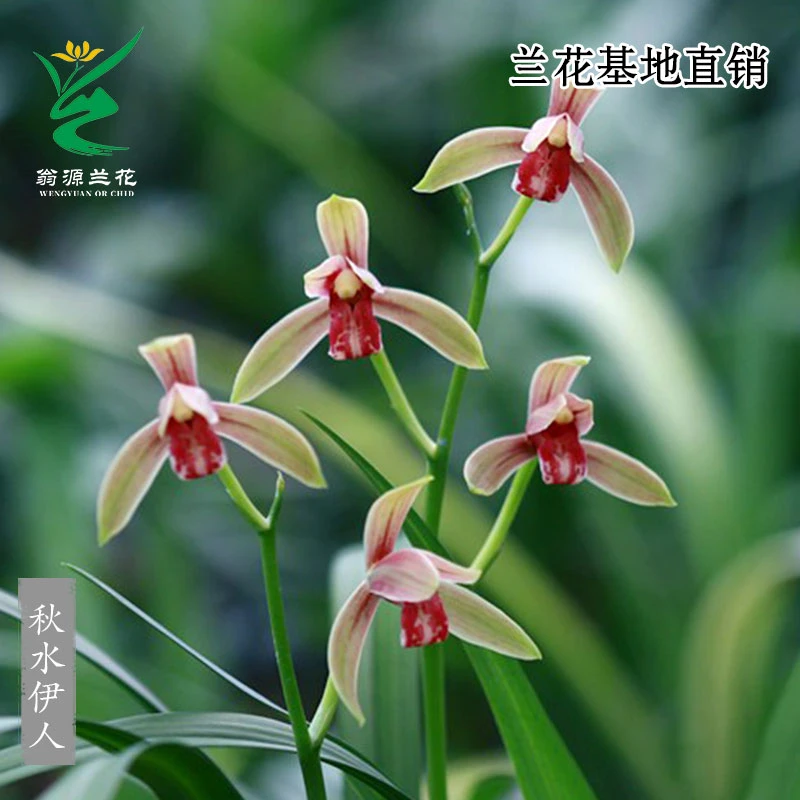 翁源兰花苗四季建兰老种秋水伊人红花铭品经典红舌浓香好养盆栽兰