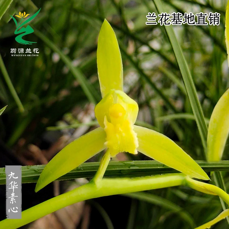 翁源兰花苗九华蕙兰九华素心黄金素正品浓香好养室内绿植花卉盆栽