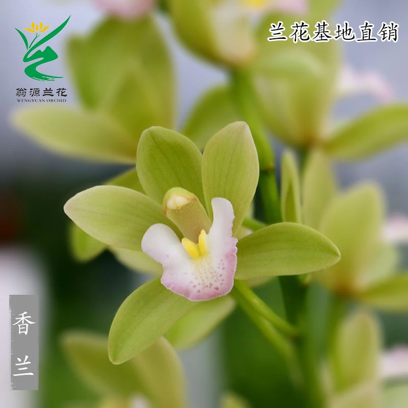 翁源兰花大花蕙兰香水香兰开花糖果色甜浓香盆栽室内绿植花卉盆栽