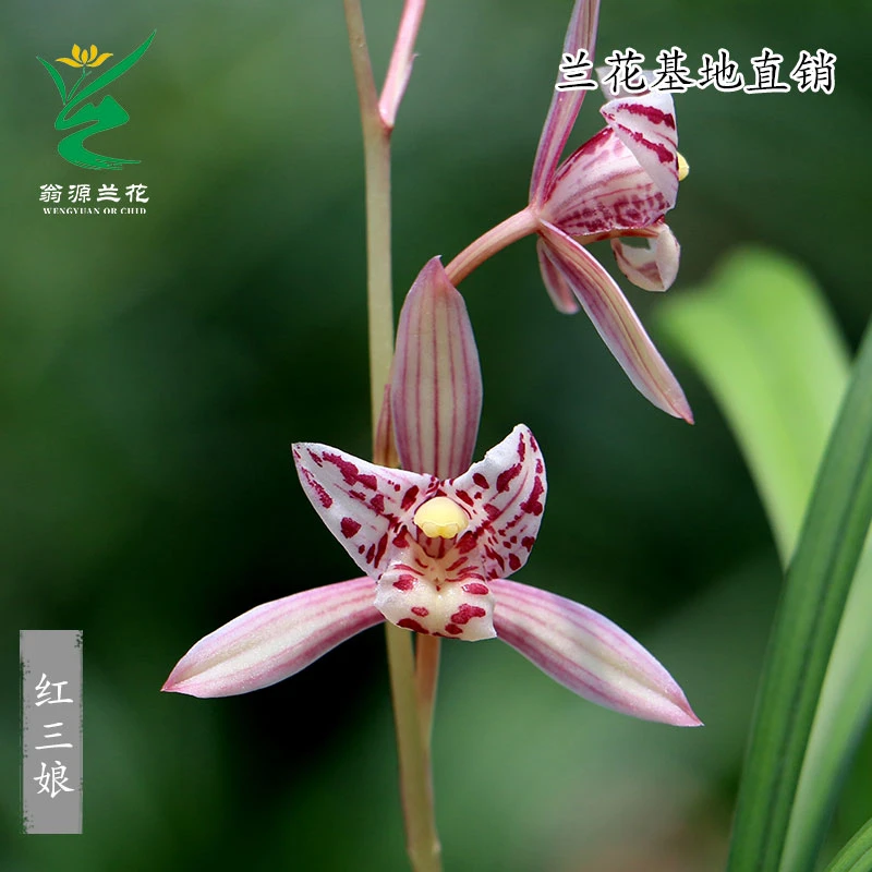 翁源兰花四季建兰铭品名贵红花红三娘先明艺浓香室内花卉绿植盆栽