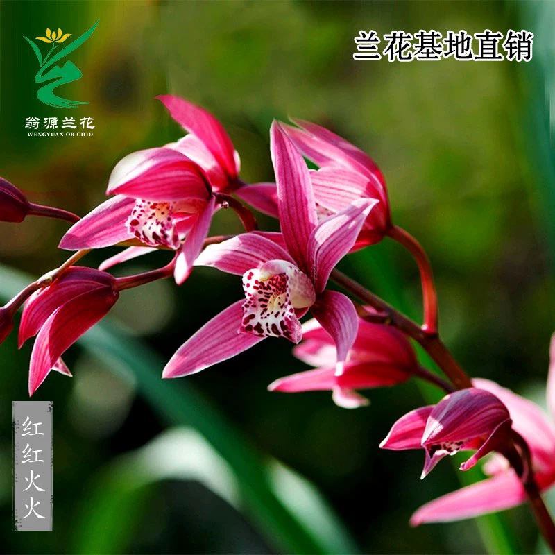 翁源兰花苗正品大花蕙兰红红火火带花浓香好养花期长室内绿植花卉