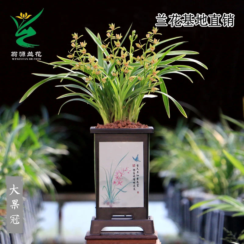 翁源兰花苗建兰大花蕙兰金边线艺浓香大果冠浓香好养室内绿植盆栽