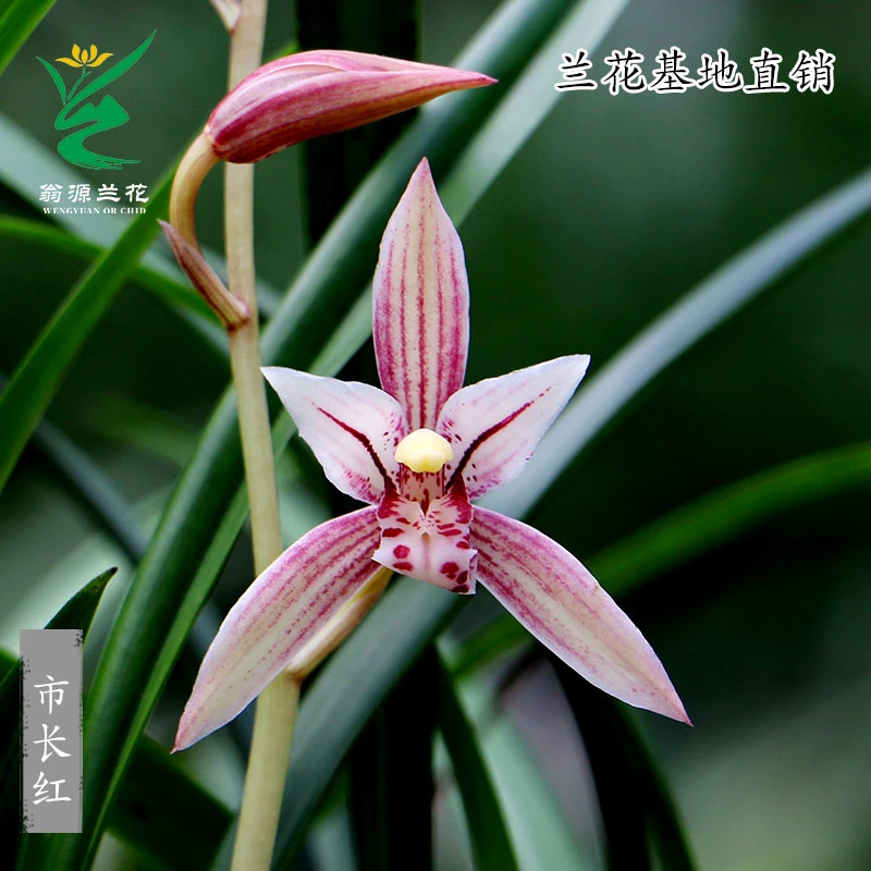 翁源兰花建兰铭品市长红带先明艺草浓香好养室内阳台花卉绿植盆栽