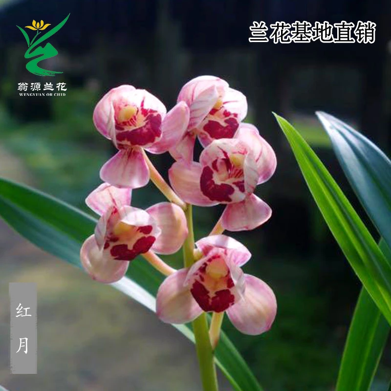 翁源兰花苗老种四季建兰老种红月红荷粉色花浓香好养室内绿植花卉